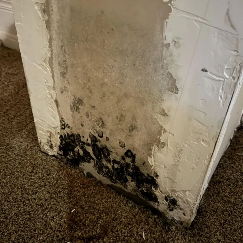 Professional Mold Removal in Sparta, WI